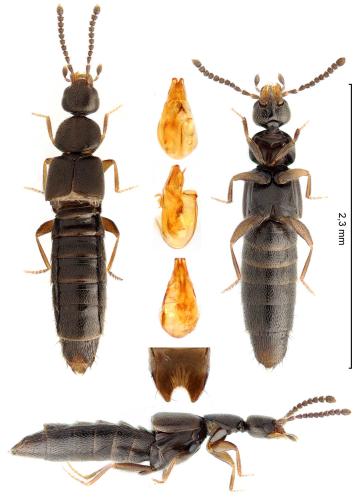 Amischa forcipata